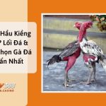 Gà Đá Hầu Kiềng Là Gì? Lối Đá & Cách Chọn Gà Đá Chuẩn Nhất img_67f2516aa91ce