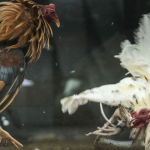 Bật mí mẹo chơi đá gà cựa dao trăm trận trăm thắng từ A-Z img_67f347edf17c6